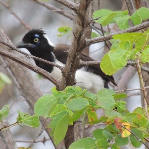 White-naped Jay (Cyanocorax cyanopogon), photo 6