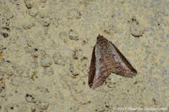 Lophoptera