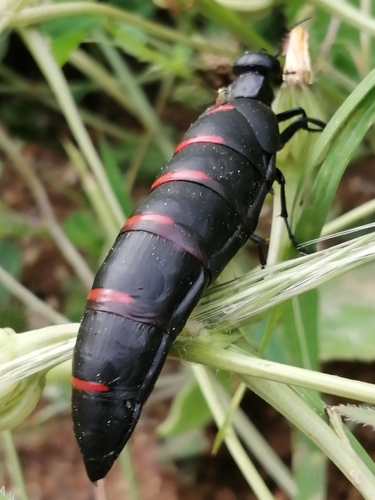 Portuguese red-striped oil beetle