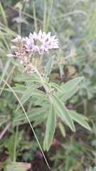 Lysimachia barystachys