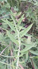 Lysimachia barystachys, photograph (c) Violetta Dzizyurova, some rights reserved (CC BY)