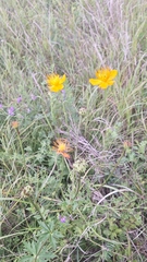Trollius chinensis