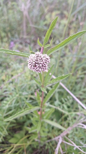 Eupatorium lindleyanum, photograph 1
