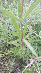 (c) Violetta Dzizyurova, some rights reserved (CC BY) Eupatorium lindleyanum, photograph (c) Violetta Dzizyurova, some rights reserved (CC BY)