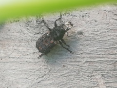 Platyrhinus resinosus