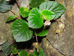 Begonia cucullata hookeri