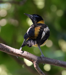 Icterus icterus