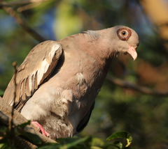 Patagioenas corensis