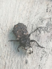 Platyrhinus resinosus