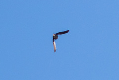 Patagioenas fasciata