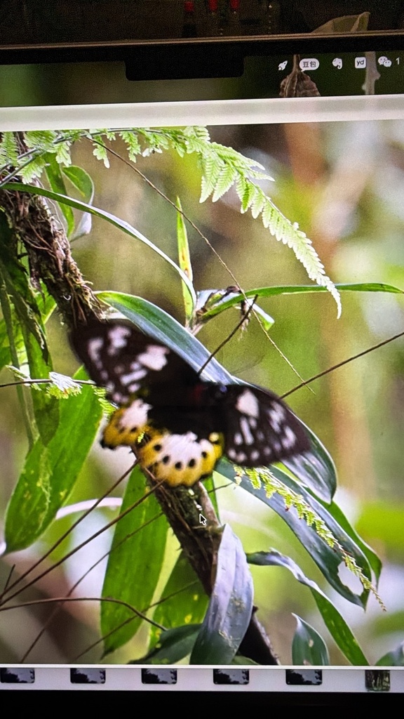 Kupu-Kupu Sayap-Burung Raksasa (Ornithoptera goliath)