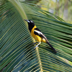 Icterus icterus