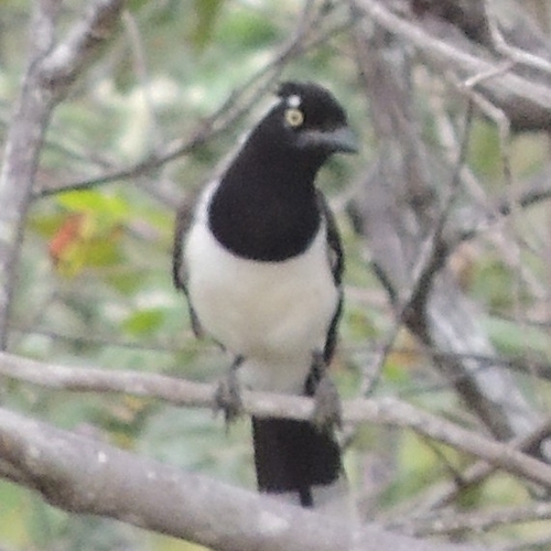 White-naped Jay (Cyanocorax cyanopogon), photo 9
