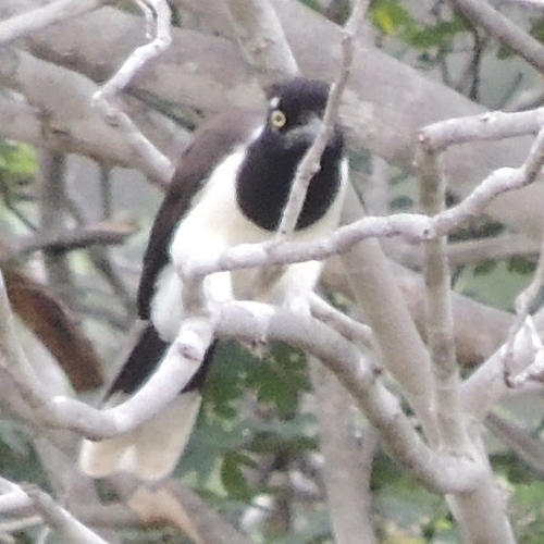 White-naped Jay (Cyanocorax cyanopogon), photo 10