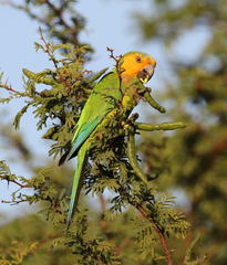 Eupsittula pertinax pertinax