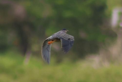 iNaturalist image