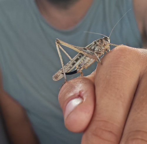 Tuberous Bush-cricket