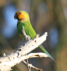 Eupsittula pertinax pertinax