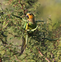 Eupsittula pertinax pertinax