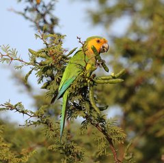 Eupsittula pertinax pertinax