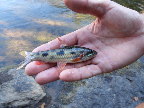 Nijssen's leporinus (Leporinus nijsseni) — Anostomidae