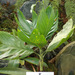 Chamaedorea metallica - Photo (c) 106611639464075912591, alguns direitos reservados (CC BY-NC-SA), uploaded by 106611639464075912591