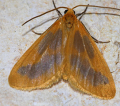 Eubaphe helveta