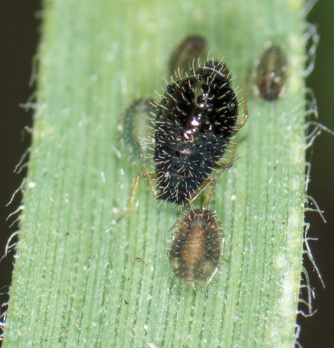 Sippi Insect Tribe Siphini · iNaturalist
