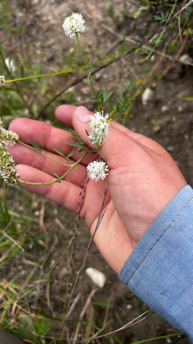 white prairie clover