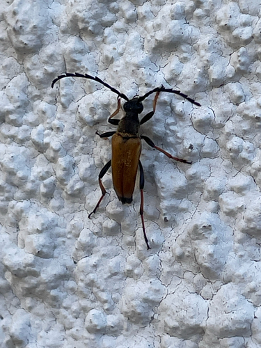 Red Pine Longhorn Beetle