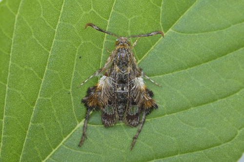 Macroscelesia longipes