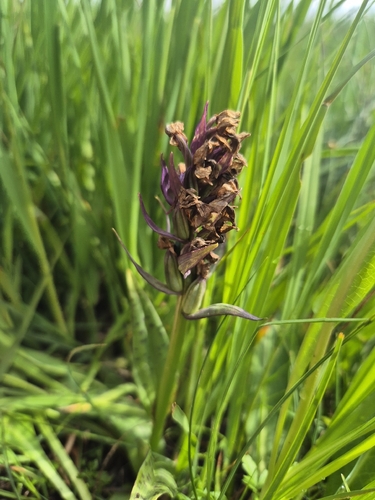Dactylorhiza majalis, 2026-07-22