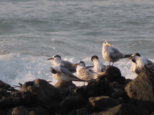 iNaturalist: (c) Sally Adam, some rights reserved (CC BY-NC), uploaded by Sally Adam iNaturalist image