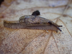 Hemphillia camelus