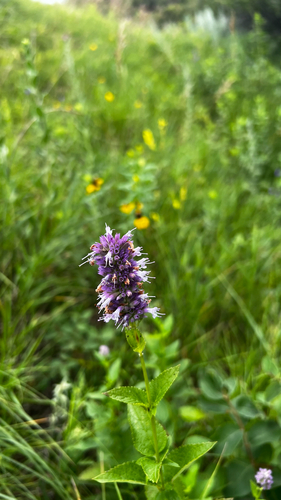 anise hyssop