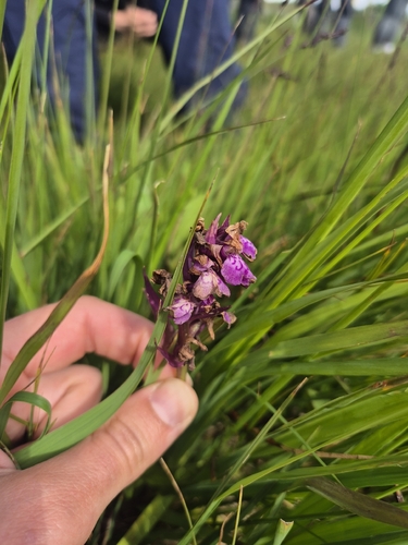 Dactylorhiza majalis, 2026-07-22