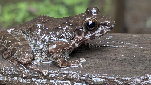 Leith's Frog, Indirana leithii