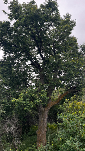common hackberry