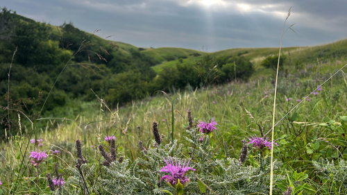 wild bergamot
