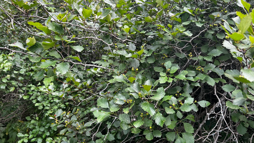 fireberry hawthorn