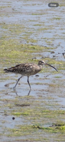 iNaturalist image