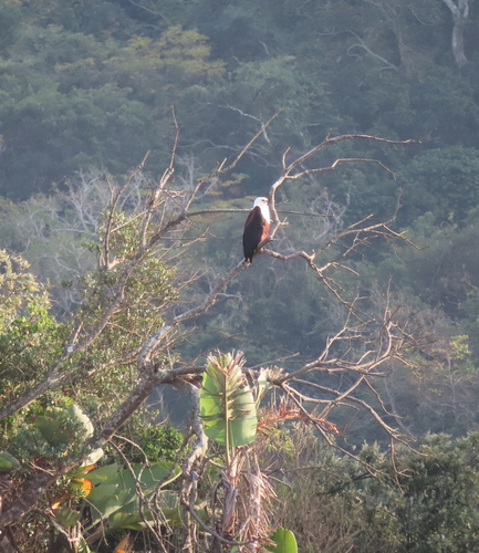 iNaturalist: (c) Sally Adam, some rights reserved (CC BY-NC), uploaded by Sally Adam iNaturalist image