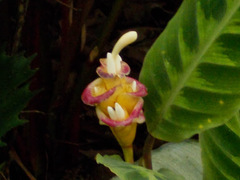 Goeppertia warszewiczii