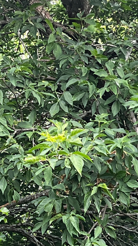 box elder