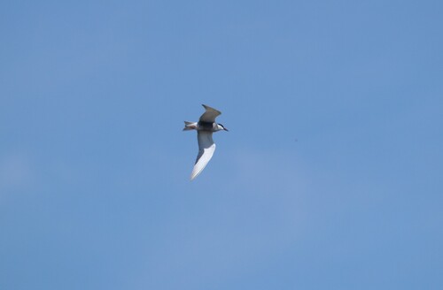 iNaturalist image