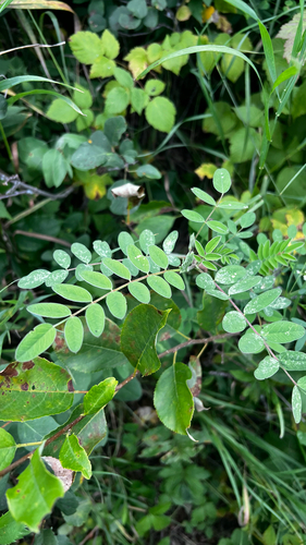 Canadian milkvetch