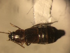 Eucnecosum brunnescens