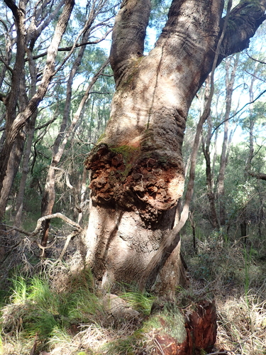 Banksia littoralis, photograph 5
