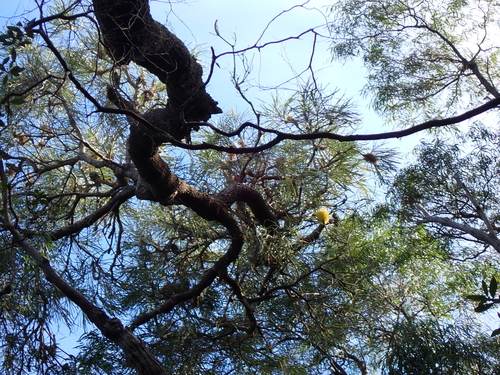 Banksia littoralis, photograph 6