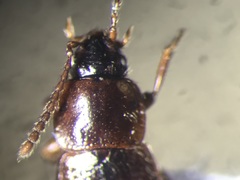 Eucnecosum brunnescens